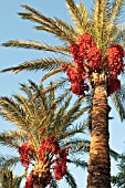 PHOENIX, PALM DATE PALM