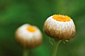 HELICHRYSUM, EVERLASTING FLOWER