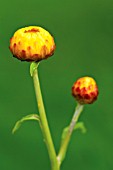 HELICHRYSUM, EVERLASTING FLOWER