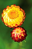 HELICHRYSUM, EVERLASTING FLOWER