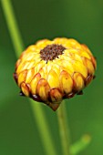 HELICHRYSUM, EVERLASTING FLOWER