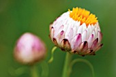 HELICHRYSUM, EVERLASTING FLOWER