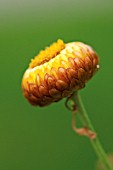 HELICHRYSUM, EVERLASTING FLOWER