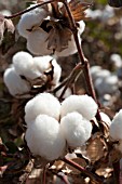 GOSSYPIUM, COTTON