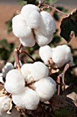 GOSSYPIUM, COTTON