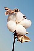 GOSSYPIUM, COTTON