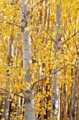 BETULA, BIRCH