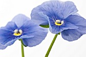 VIOLA WITTROCKIANA, PANSY