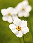 NARCISSUS POETICUS, NARCISSUS