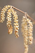 CORYLUS AVELLANA, HAZEL, COBNUT