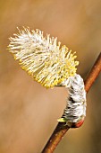 SALIX VIMINALIS, OSIER