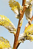 SALIX VIMINALIS, OSIER