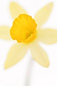 NARCISSUS, DAFFODIL