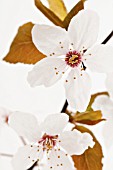 PRUNUS SARGENTII, CHERRY