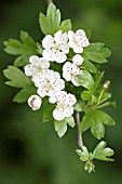 CRATAEGUS IN FLOWER