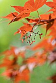 ACER