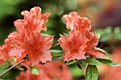 RHODODENDRON