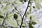 CASTANEA SATIVA LEAVES