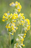 PRIMULA VERIS