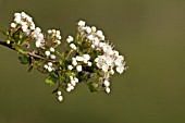 CRATAEGUS