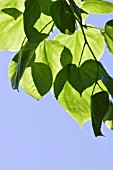 TILIA FOLIAGE