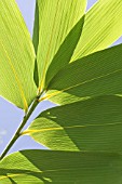 BAMBOO FOLIAGE