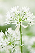 ALLIUM URSINUM