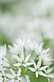 ALLIUM URSINUM