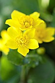 CALTHA PALUSTRIS