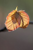 FAGUS SYLVATICA PURPUREA