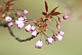 PRUNUS, CHERRY BLOSSOM