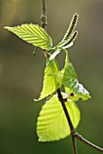 BETULA LEAVES