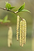 BETULA LEAVES, CATKINS