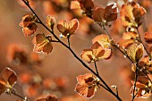 FAGUS SYLVATICA PURPUREA