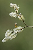 SALIX CAPREA, PUSSY WILLOW