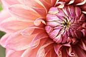 DAHLIA
