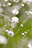 GYPSOPHILA