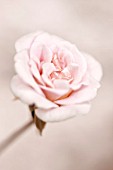 PINK ROSE