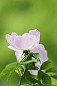 ROSA CANINA