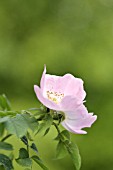 ROSA CANINA