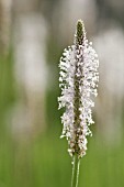 PLANTAGO LANCEOLATA