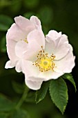 ROSA CANINA