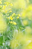 BRASSICA NAPUS OLEIFERA, OILSEED RAPE