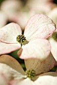 CORNUS KOUSA