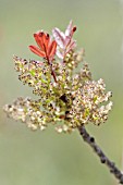 FRAXINUS AUGUSTIFOLIA CLARET