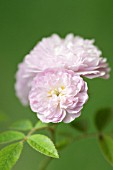 ROSA DAMASCENA