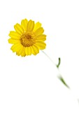 ANTHEMIS TINCTORIA