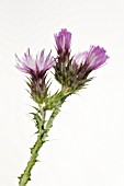 CIRSIUM PALUSTRE