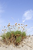 ARMERIA MARITIMA