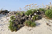 ARMERIA MARITIMA